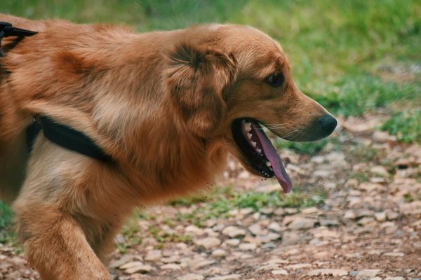 Exploring the Hazards of Dog Walking Near Farm Animals in the English Countryside